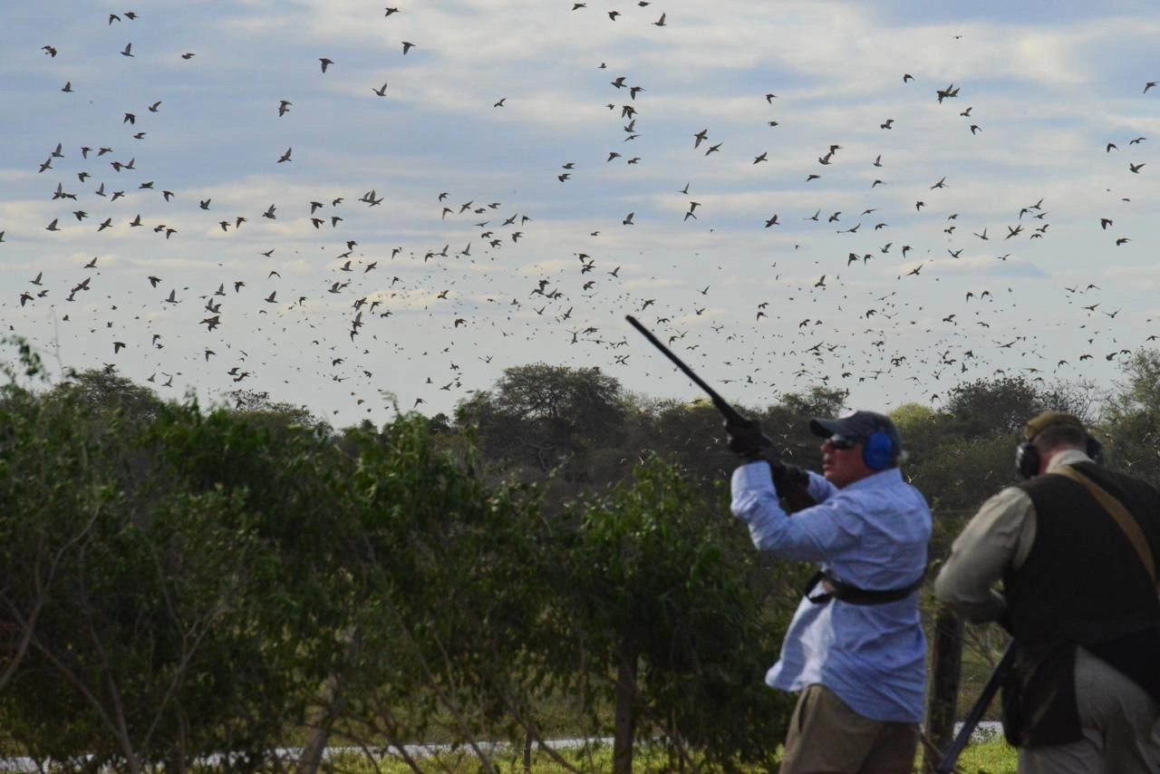 Caza de palomas en el campo salteño