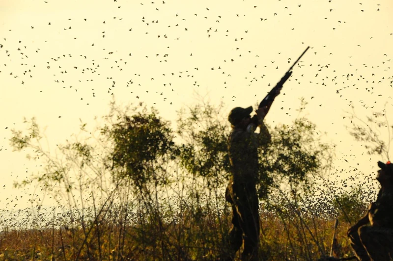 Un cazador bajo el vuelo de las aves.