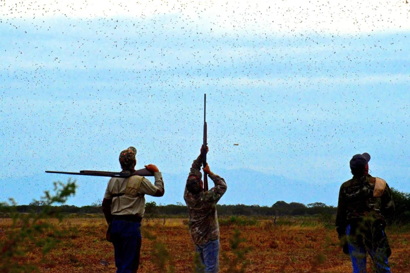 Participantes bajo el paso de las aves.