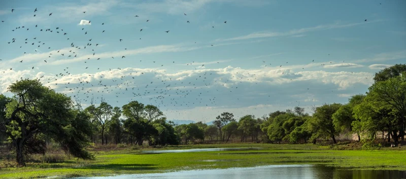 Agua, árboles y aves en el paisaje.