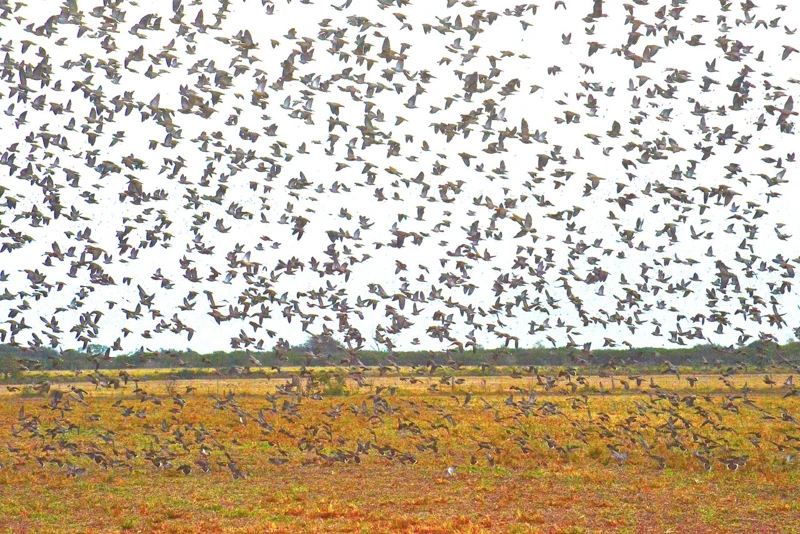 Una bandada de palomas sobre los cultivos.