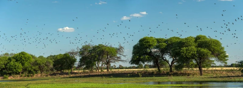 Árboles y palomas sobre un paisaje abierto.