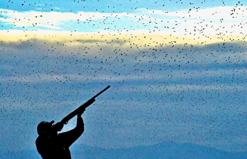 La bandada se recorta sobre un cielo abierto.
