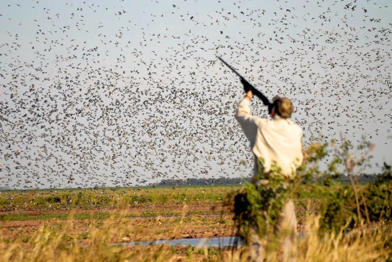 Un participante durante el vuelo de las aves.