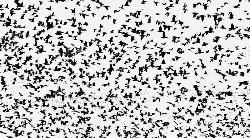 Palomas en movimiento, vistas contra el cielo.