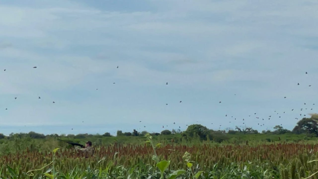 Palomas sobre los cultivos y el horizonte.
