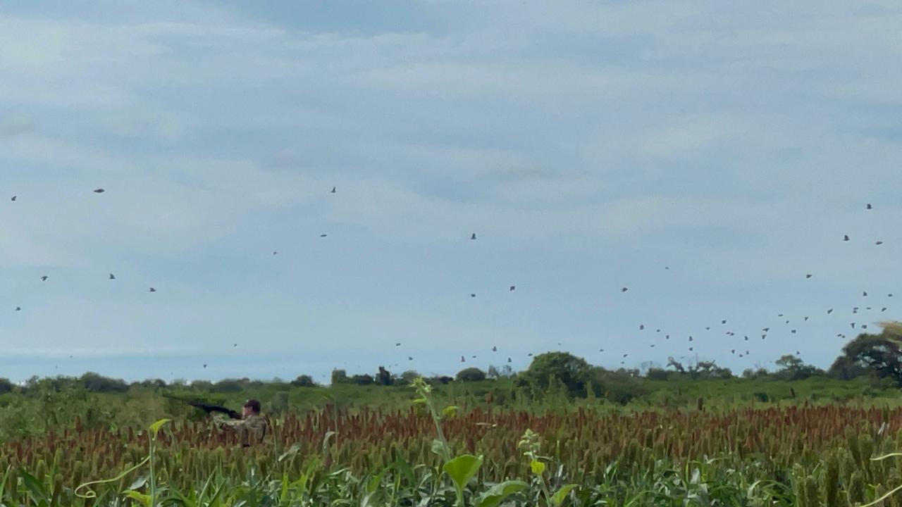 Palomas volando sobre el campo.